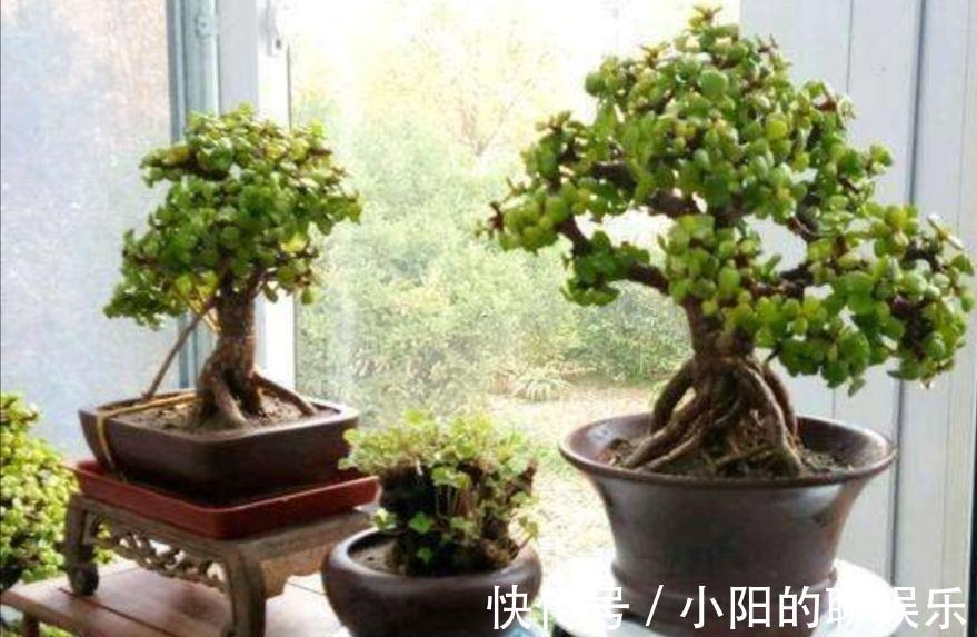 “寿命长”的11种花,好养寓意好,越养越值钱