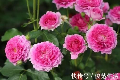 花型|好看的“无刺月季”颜值担当，不被“狼牙棒”扎到手