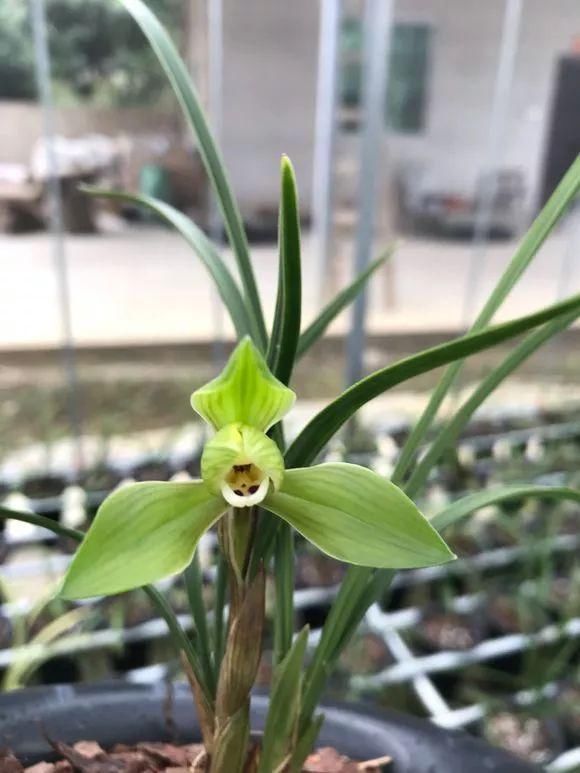 花香味|阳台就养这些花,花香味浓,久聚不散,香味飘满屋!