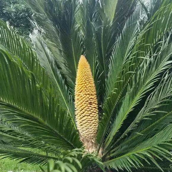  平时|4种花有灵性，平时难开花，一有好事就开花！