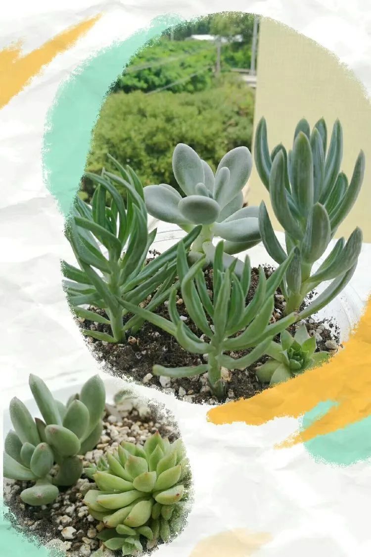 黛比|佛系养肉人生活明朗，多肉可爱，唯适者生存！