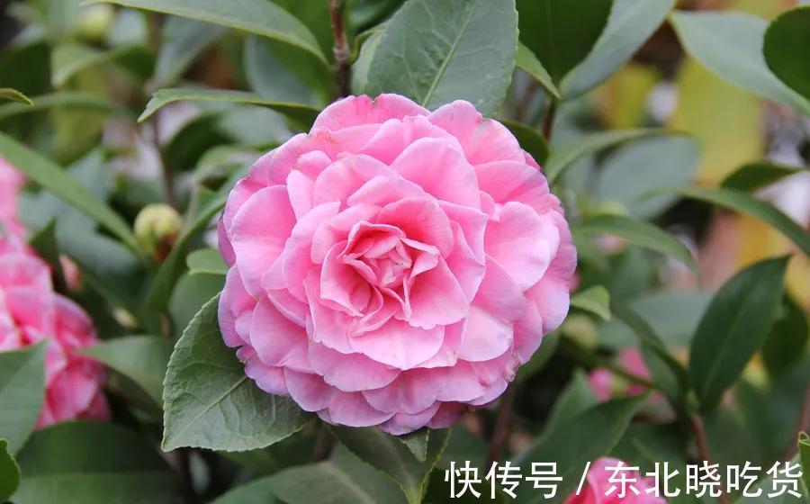 揭开茶花的真面目,很多人对其有误解,不要再犯傻,花朵很漂亮