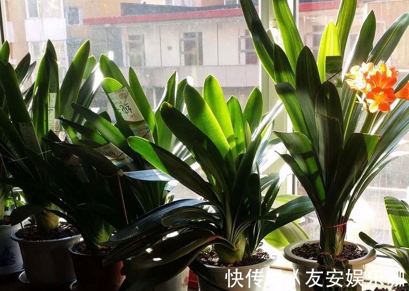 摆室内,为了净化空气,选什么盆栽?这4款大叶子植物堪称首选