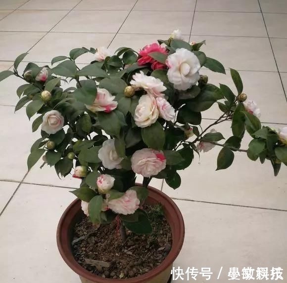 这6种花儿爱吃酸，每月1勺“酸水”，花苞满盆看不见叶