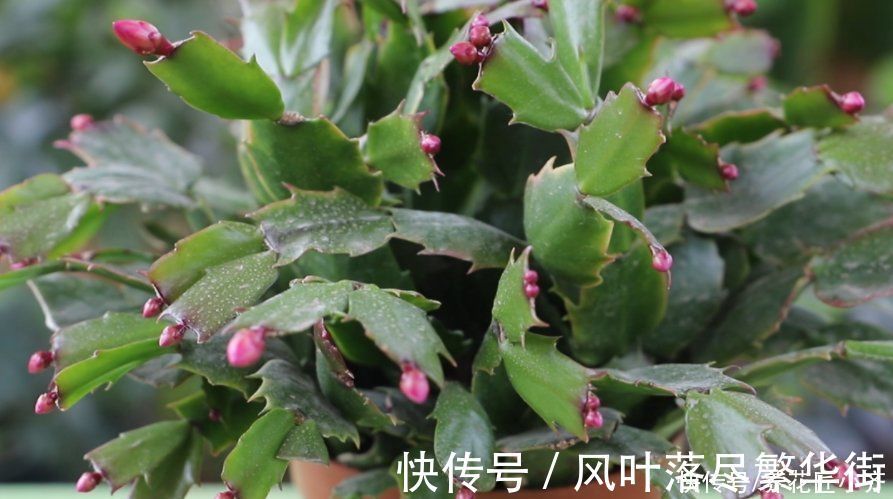 新叶|蟹爪兰要不要掐叶子?掐对就能开花多,掐错一个花苞也不长