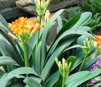 君子兰很难养养花30年的王大爷告诉你养花秘诀,养啥都爆满盆