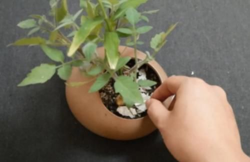 小常识|花盆里撒上一点,不管养什么花根壮叶绿爆满盆,再难养的花照样活