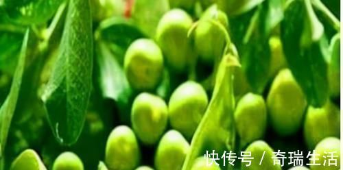 豌豆|冬天养生好时机，3种食物，养肝护肝，排出毒素，给肝脏洗个澡