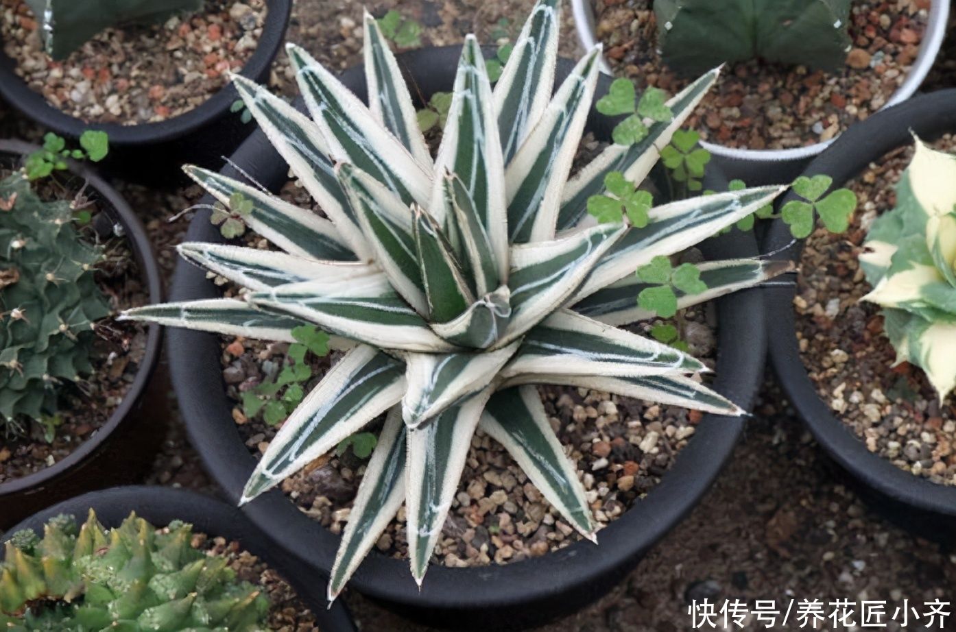 俗话说：“勤人养鱼，懒人养花”，这6种花最适合懒人去养