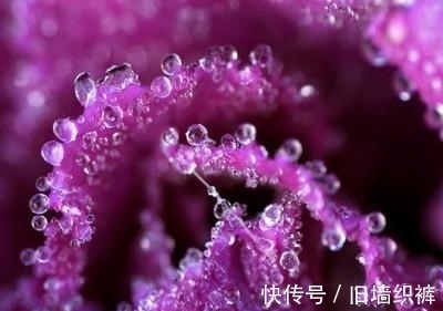 桃花灿烂|旧情如风，难以割舍，终于破冰和，相拥而泣，难分难舍