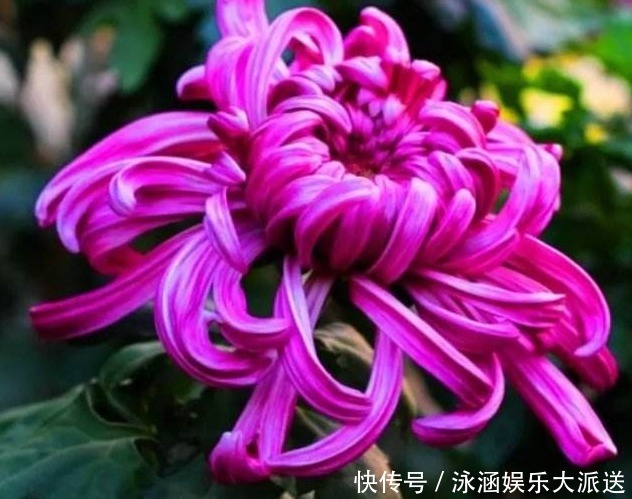 大色|忘了翠菊!养盆“菊花贵族”,花大色艳胜牡丹,好养易活,开90天