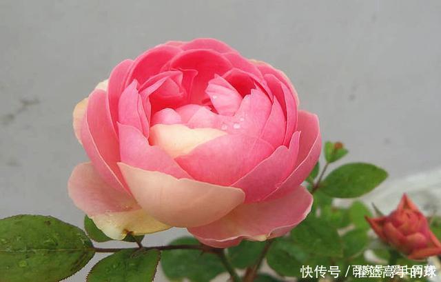 几款又香又可爱的萌系月季,萌化你的少女心不夸张