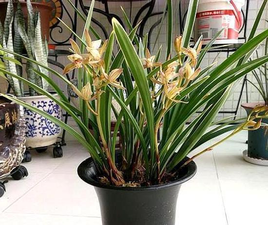 盆栽|盆栽兰花难养护摸清4个管理要点,让你越养越上瘾,再不嫌烦