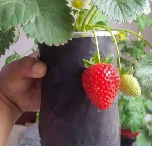 草莓这么贵就别买了,自己种一盆,1招让草莓又大又甜!