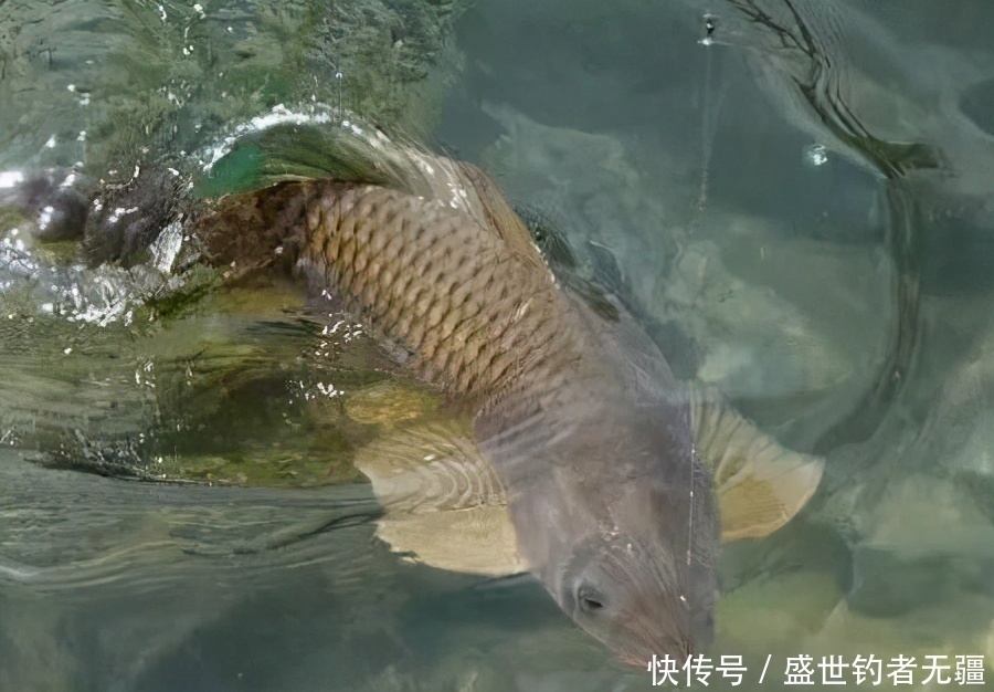 野钓大鱼,不容忽视的4个关键技巧,钓大鱼并不难!——盛世三渔