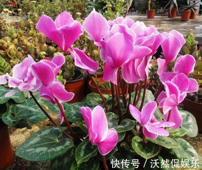 解决办法|仙客来只长叶子不开花教你“4法”,给它“剪个发”,盆盆爆满