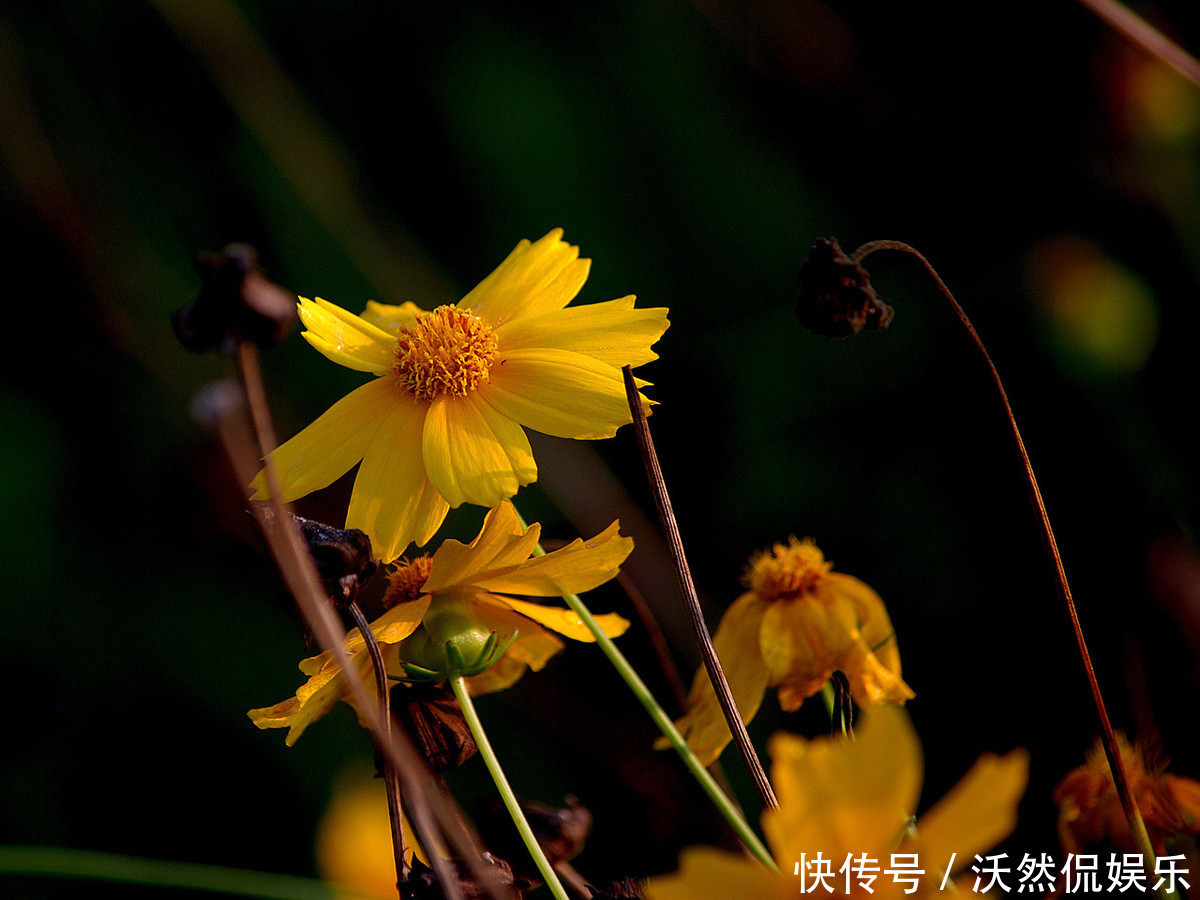 此花象征着幸福优雅,深受德国人喜爱,被誉为德国的国花
