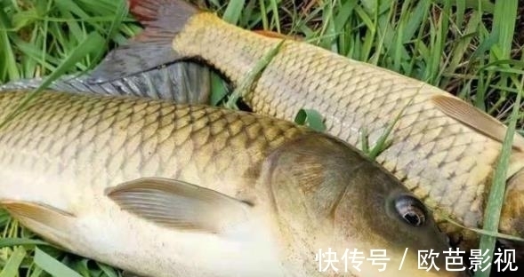 饵料|草鱼独特新钓法,很多人没试过,上鱼太快,钓1次就忘不了
