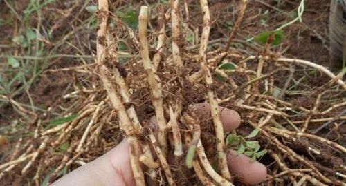 它们是天然“阿莫西林”，每天喝一杯，消炎抗菌，远离慢性咽炎