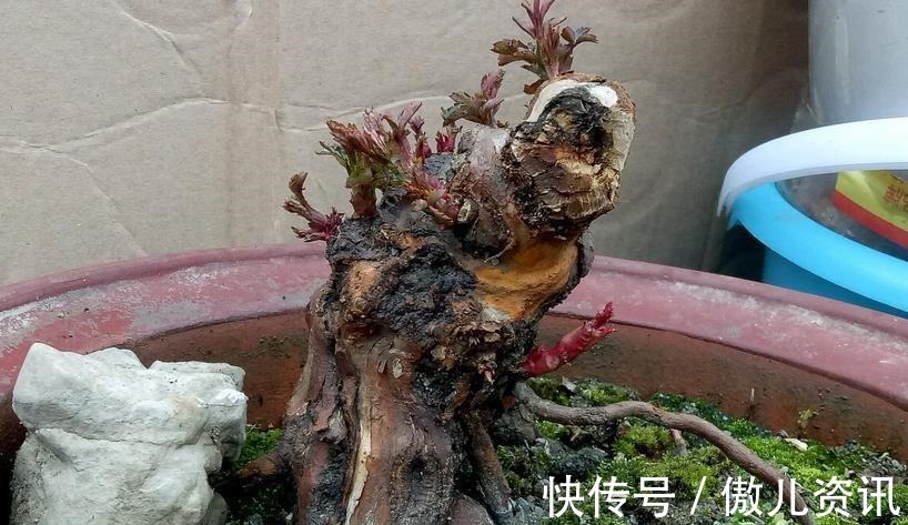 喜欢老桩盆景,该怎么拥有?老花匠:将新苗养成老桩才是最佳选择