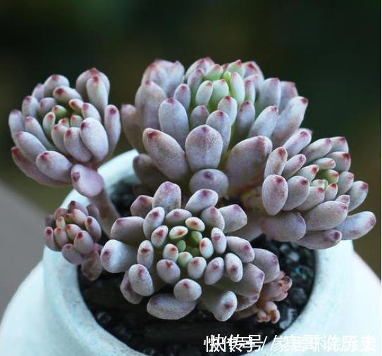 5种自带体香的多肉植物,阳台养一盆,香喷喷