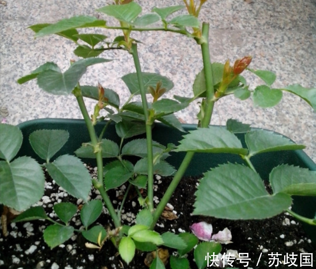 开春给月季做4件事,新芽长得粗壮,还能多开花