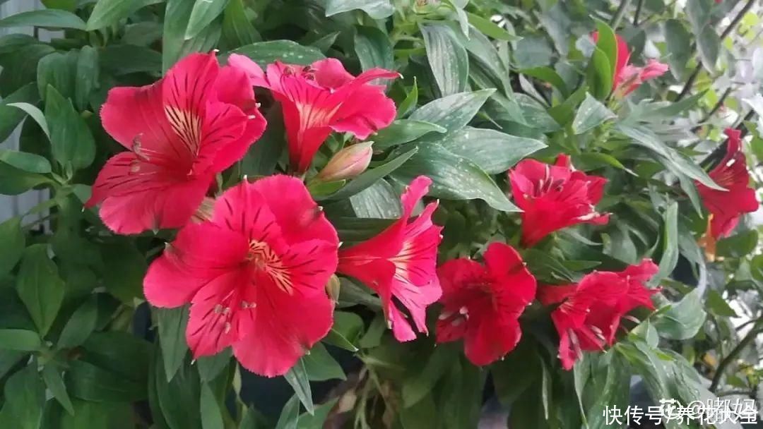 六出花|六出花耐旱好养，猛地一看像百合，花纹别致多彩