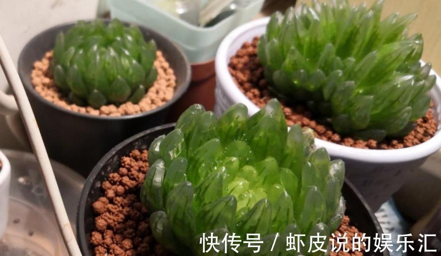 该怎么帮助“新买”的多肉服盆?10年经验的花友:搞定3点“OK”