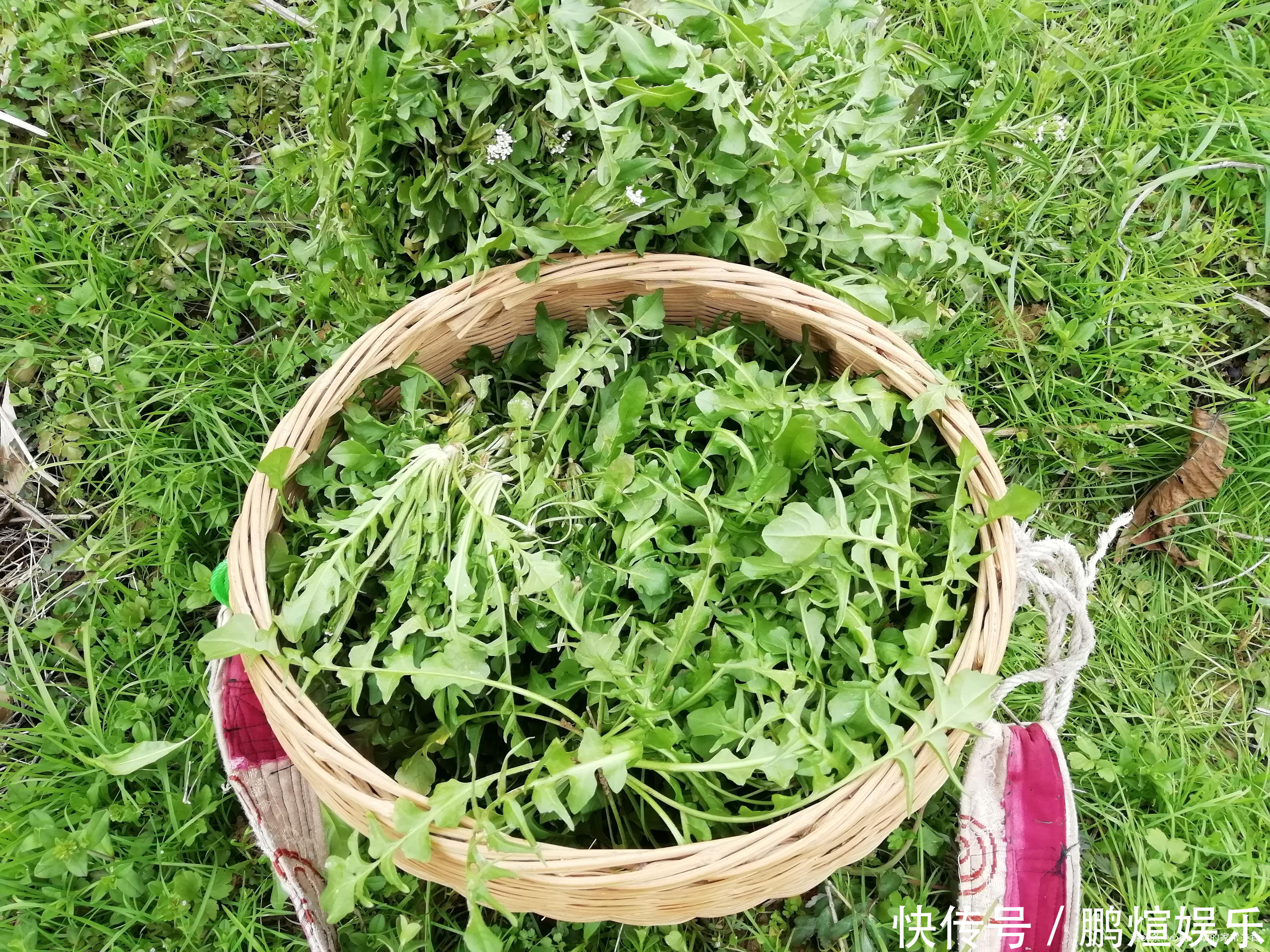 江西人爱吃的4种野菜,都是好东西,尤其第3种,会吃的人不多