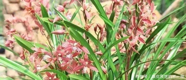 兰花有“三喜三怕”，顺着它养护，顺利春化，独苗绽放层叠群兰