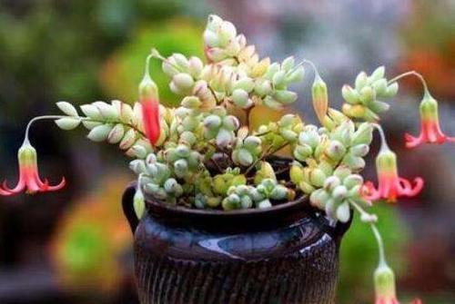 多肉为何要晒满八小时知道利弊后，才明白其中道理