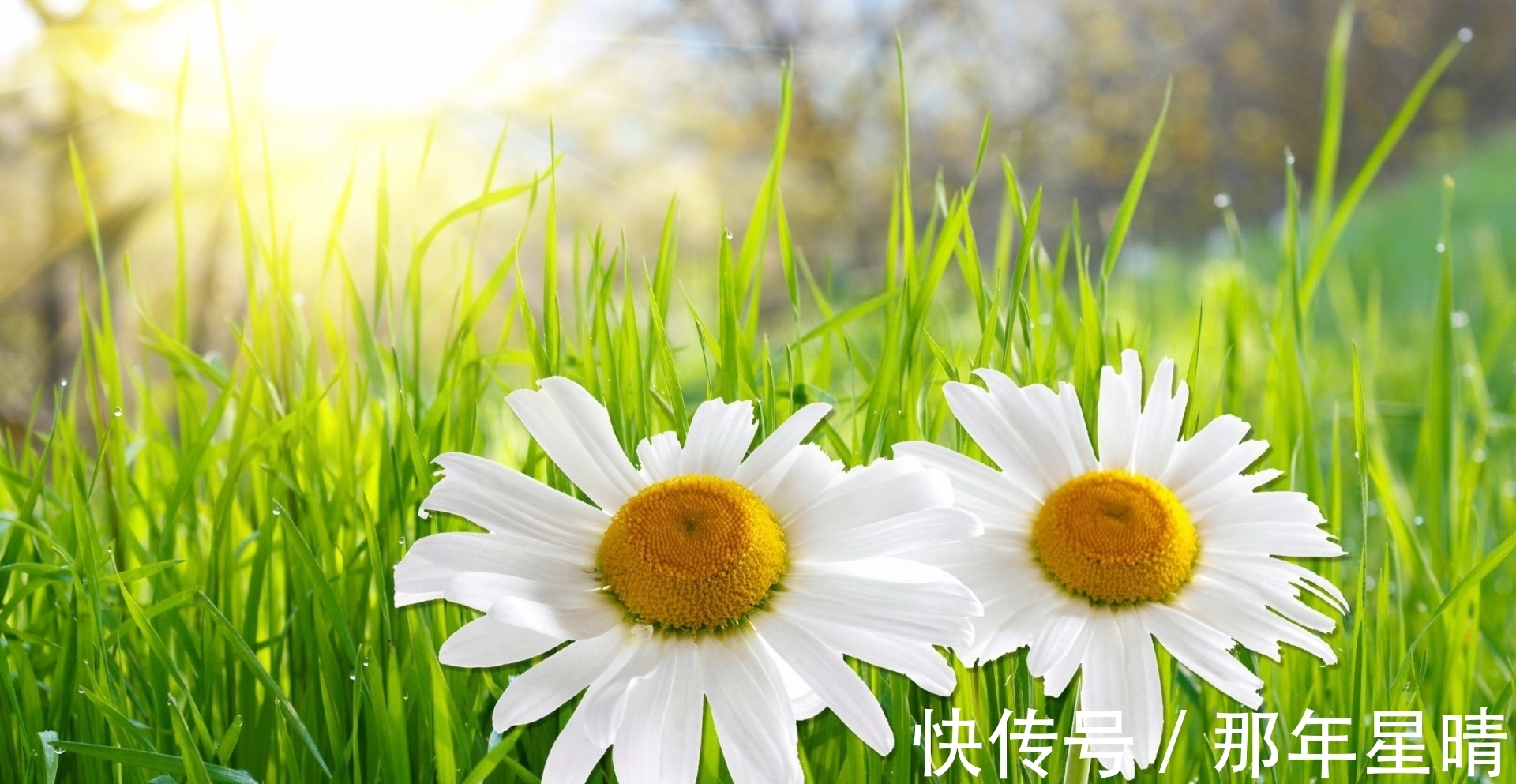 顺遂|9月30日之前，三生肖桃花回归，旧爱回心转意，收获幸福生活