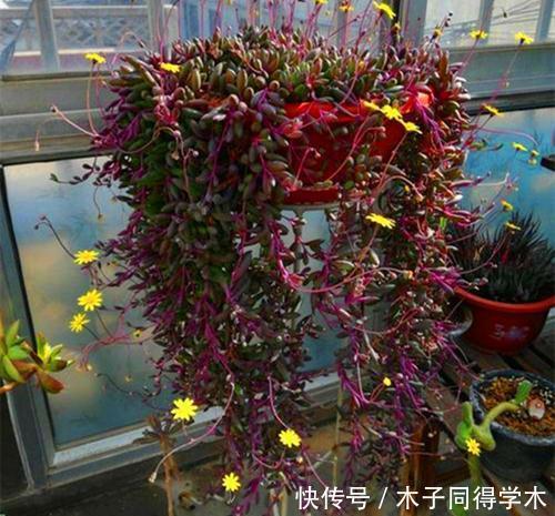 养护|3种多肉植物，6月养一盆正当时，耐热耐晒开花美，喜欢别犹豫