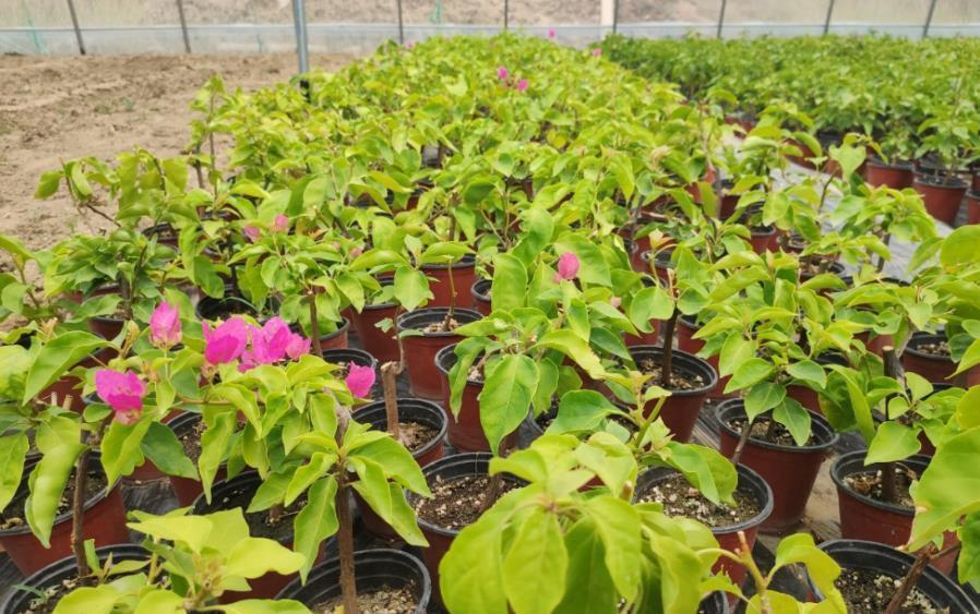 扦插三角梅，小花匠教你个“诀窍”，成活率超高，再也不怕不生根