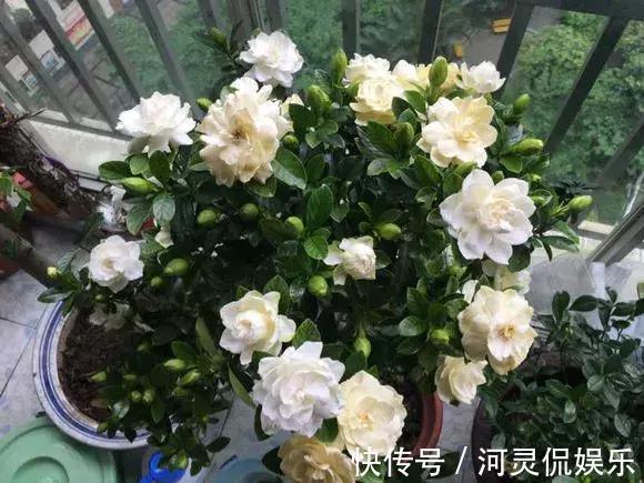香味花|3种花比香水好闻，随便养1盆，异味跑光光，家里清香四溢！