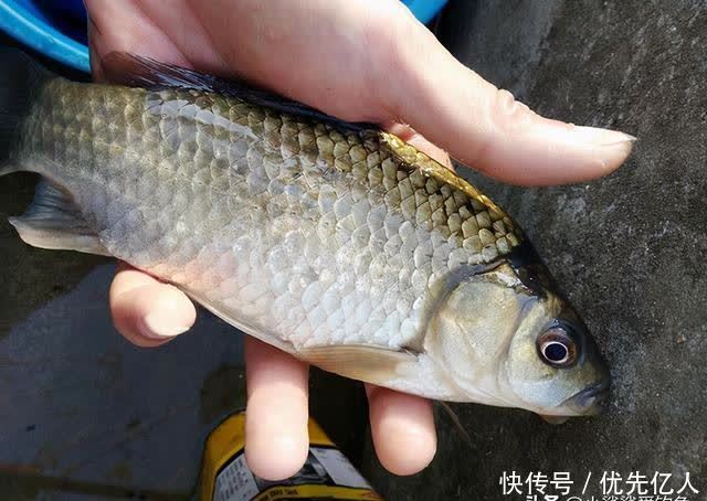 春末夏初钓黑坑不得不注意的事项,别再被黑坑老板“坑”