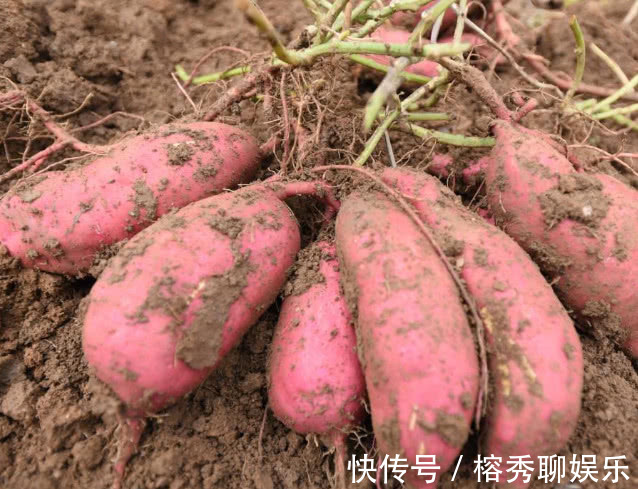 女人|天然“黄体酮”,女人不妨常吃,平衡内分泌,“乳腺癌”不敢来