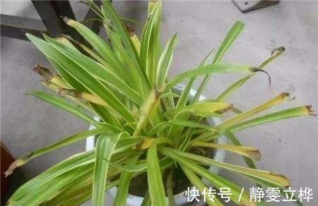 好好的吊兰,养着养着就“干尖”,恐怕是犯了4个错误,快避免