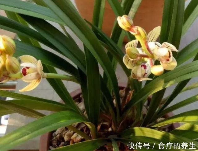 教你自制2种“磷肥”,给兰花用上,促花又促芽,长势旺!