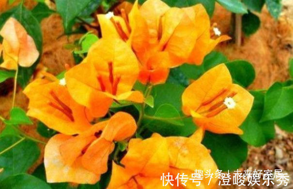 月季花|“珍品”柠檬黄三角梅,花姿高雅,赏心悦目,堪称养花必备