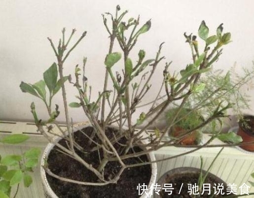立冬养花要“狠心”，这四种花齐唰唰剪一刀，帮助冬眠，安全越冬