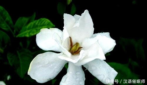 栀子花的修剪小技巧，简单好记，你学会了吗！