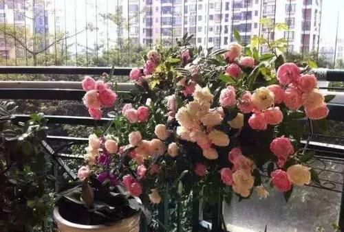 区别|月季、蔷薇、玫瑰有区别，懂得1点，全都能养好，开花一茬茬