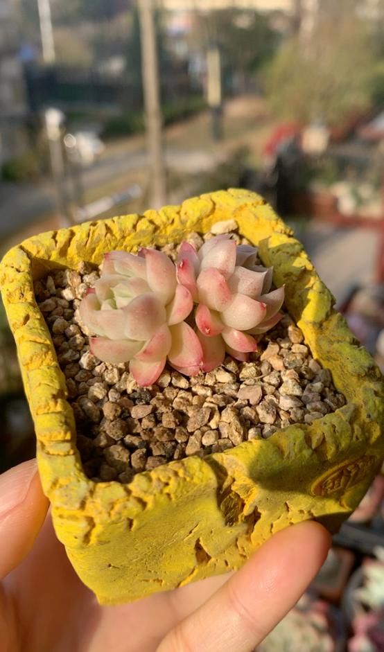 此款多肉名字霸气，养殖方法却很简单，满足这4点就够了