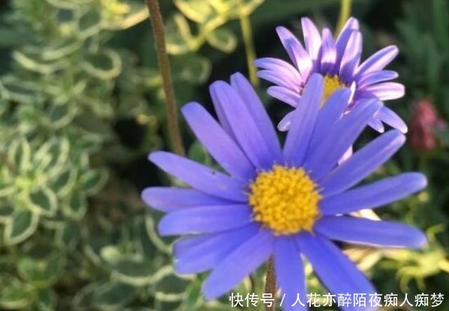 养花就养这几款，全年开花不停，芳香四溢，养在家中香飘满屋