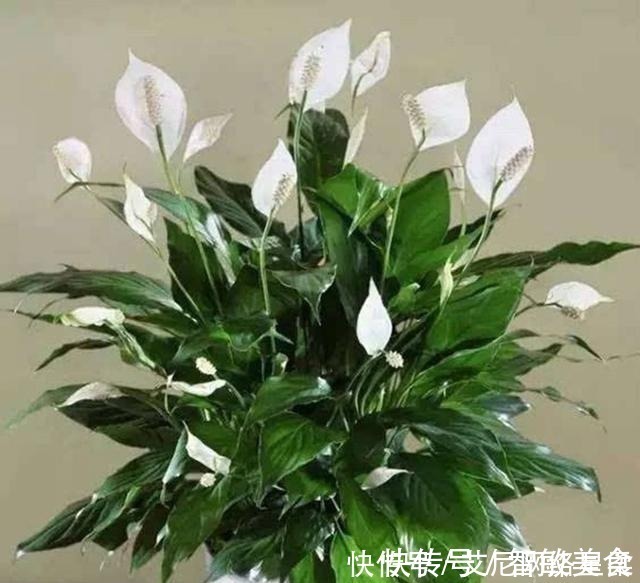 家里养花,就选这几种,一年四季不用管,给点阳光就开花