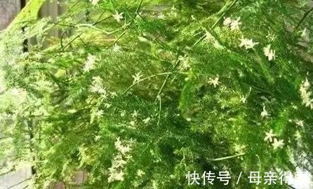 不会养文竹,抓住5个生长关键点,剪几刀,文竹长出几米高