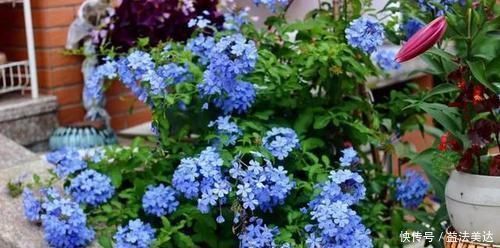 4种花,现在养一盆正当时,不怕晒不怕热,越晒开花越漂亮