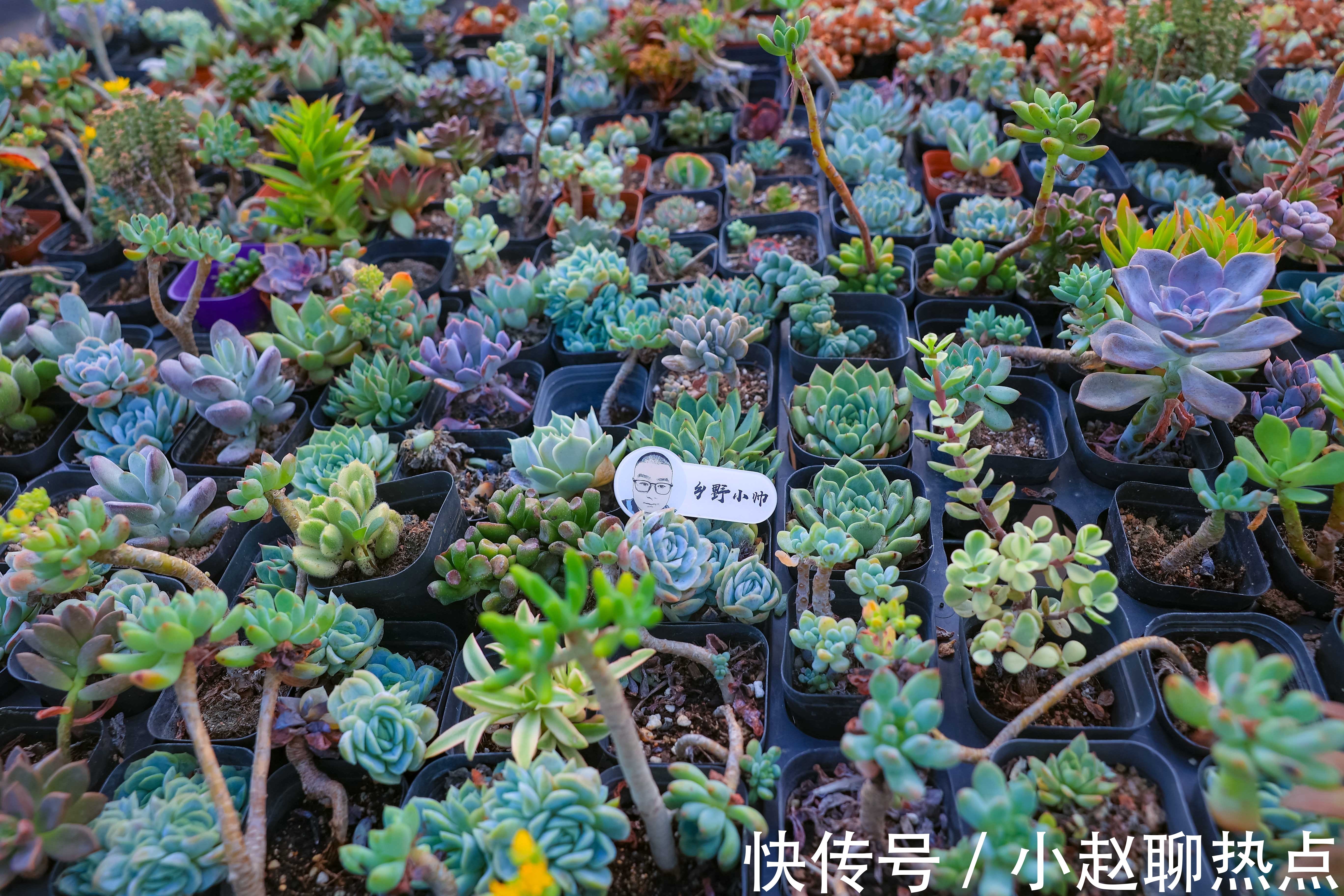 优缺点|全颗粒养多肉好不好不同的颗粒配比有什么优缺点小帅为你解答