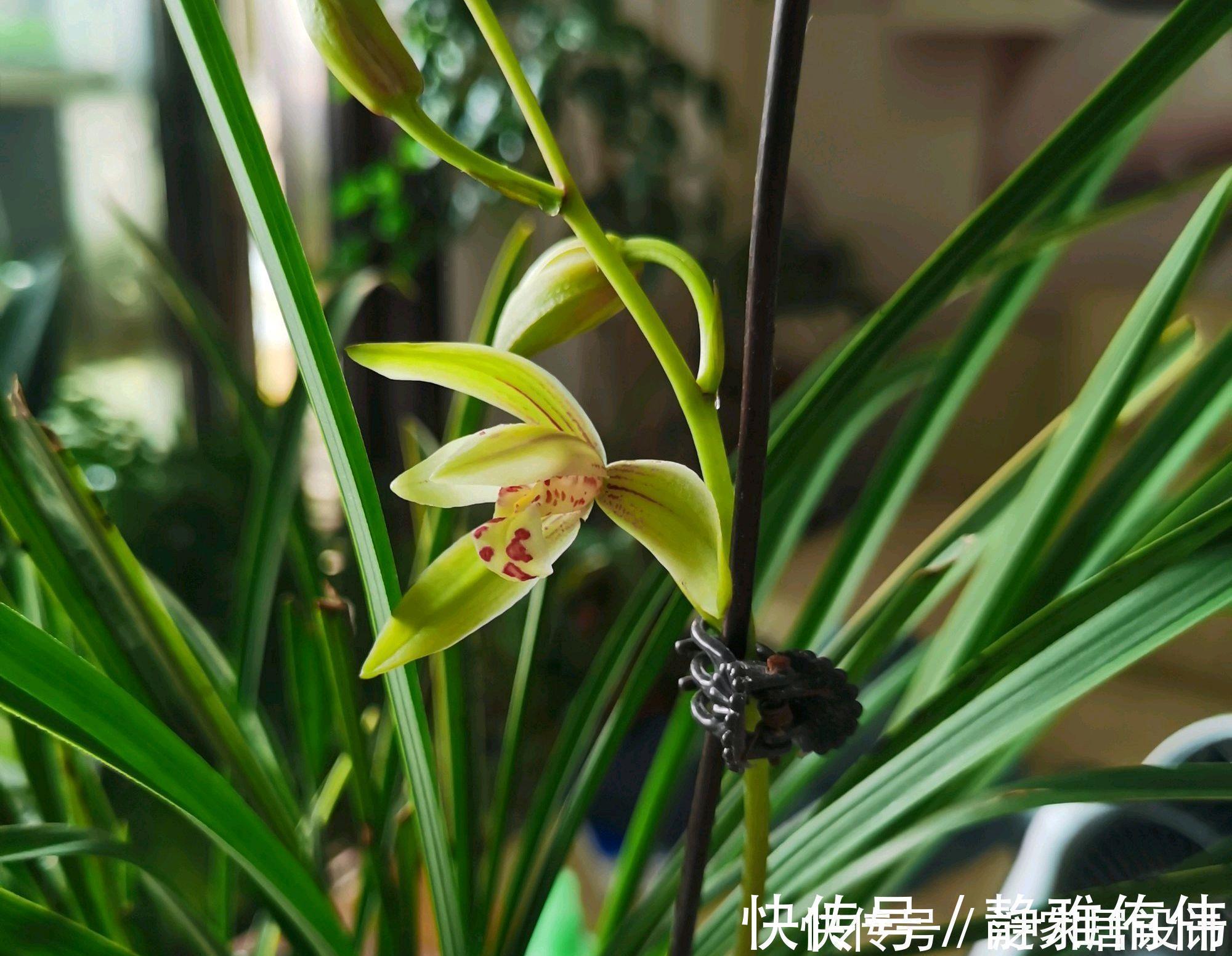 停歇|金边建兰为什么一直发芽不会开花?分盆换房子,花开不停歇